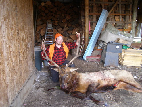 Jake yard elk 3.JPG