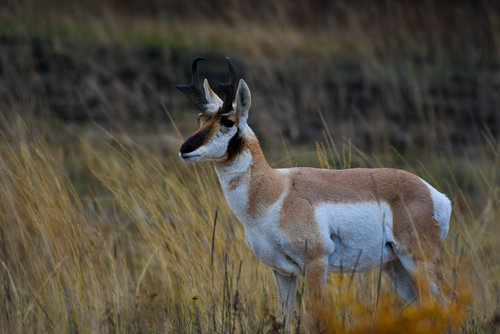 Antelope.jpg