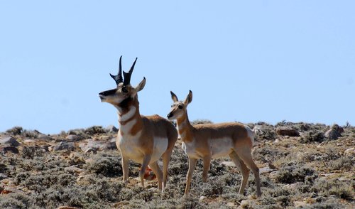 Aug2012buck4.jpg