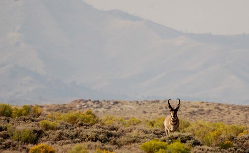 Aug2012buck3.jpg