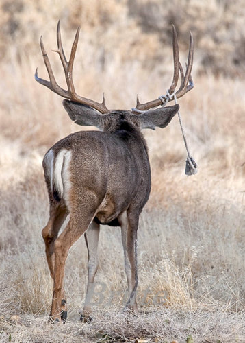 Roped Muley November 2011  a-4455.JPG