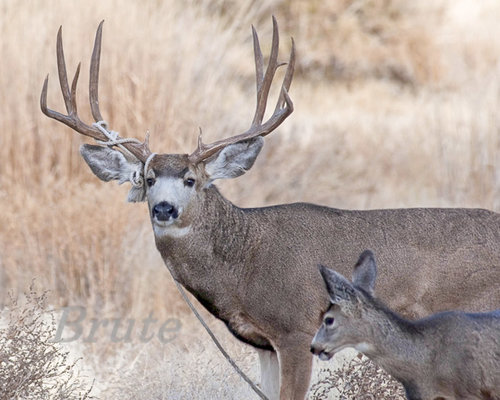 Roped Muley November 2011  a-4420.JPG