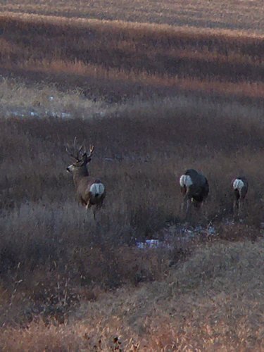 muley10.jpg