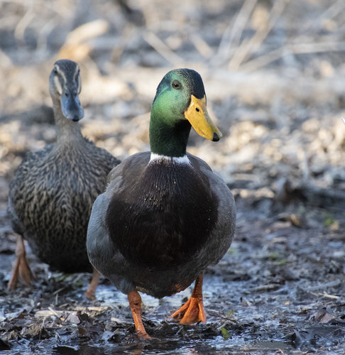 Duck_DSC0358.jpg