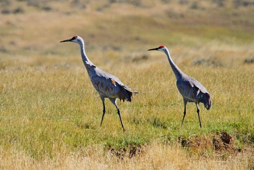 Sandhill Cranes.jpg