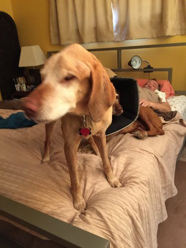 Rufus410.jpg Rufus410.jpg