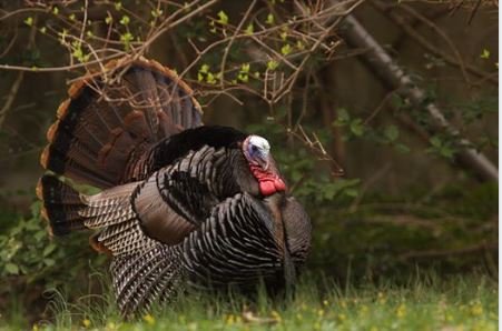 Turkey Hunting Season.JPG