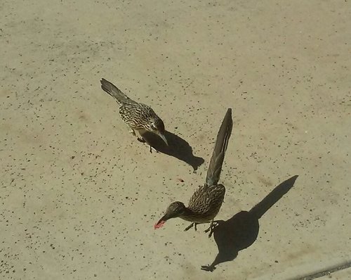 COLLECTING MORE BABY FOOD 4-8-20.jpg