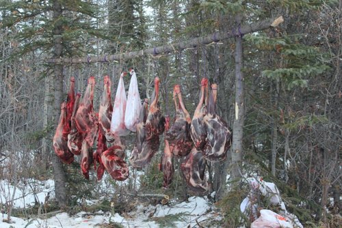 AK meat pole.jpg AK meat pole.jpg