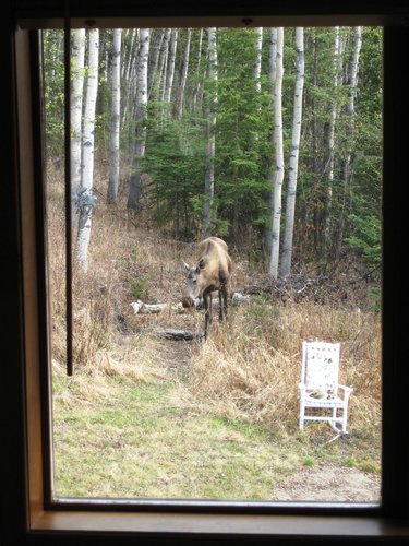 moose_kitchen_window.jpg
