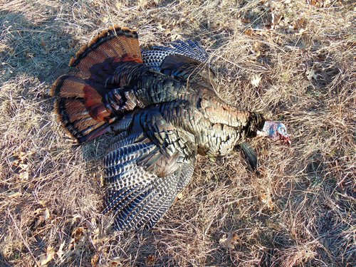 Turkey in Burnett County Forest (3).JPG