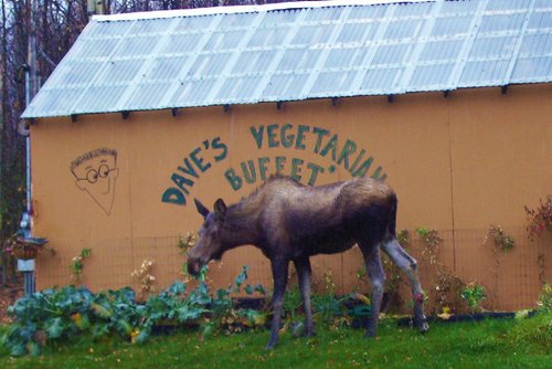 moose_broccoli.jpg moose_broccoli.jpg
