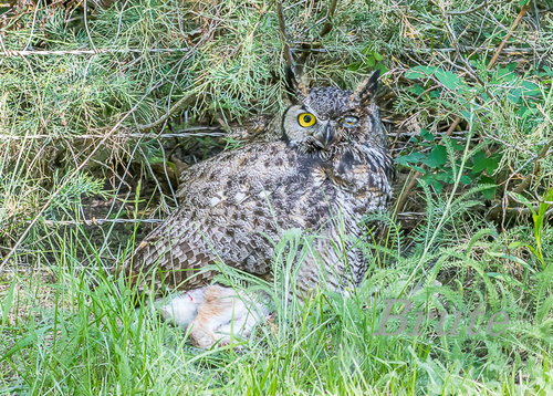 Great - horned Owl   a-9491.jpg
