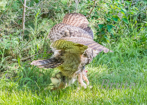 Great - horned Owl a-9512.jpg