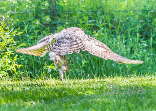Great - horned Owl a-9520.jpg
