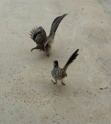 ROADRUNNER FOOD FIGHT.jpg