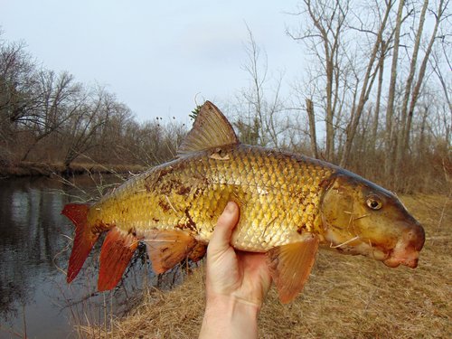 Redhorse Clam River.JPG