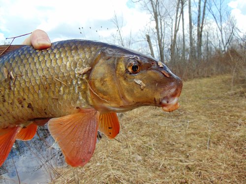 Redhorse from Clam River.JPG