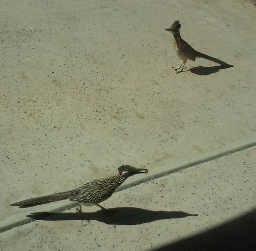 RETURNING TO NEST WITH FOOD 4-8-20.jpg