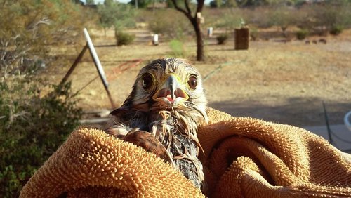 SAVED BABY HAWK.jpg SAVED BABY HAWK.jpg