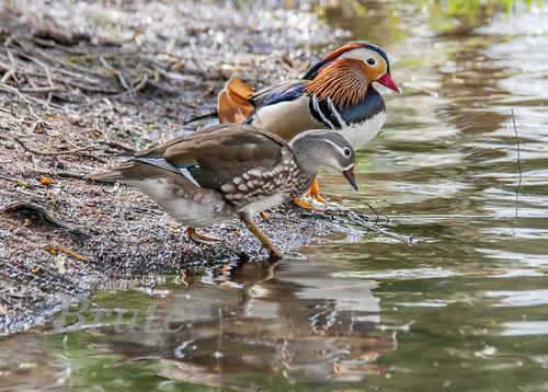 Mandarin Duck  a-4541.JPG