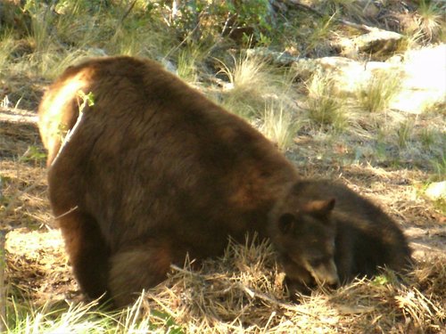 mama and cub 2.jpg mama and cub 2.jpg