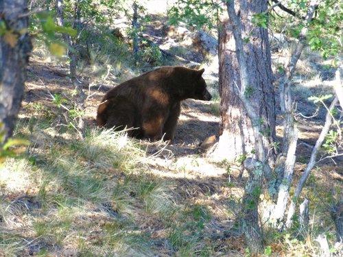 mama bear.jpg mama bear.jpg
