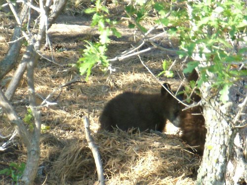 cub.jpg cub.jpg
