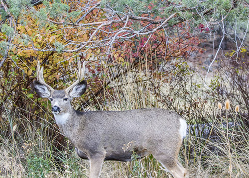 Muley November 2015 a-7197-2.JPG