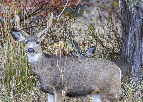 Muley November 2015 a-7190-2.JPG