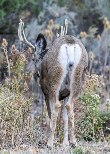 Muley November 2015 a-7178-2.JPG