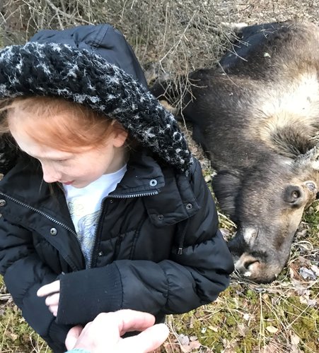 winter killed moose.jpg winter killed moose.jpg