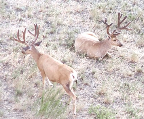 bedded deer.JPG