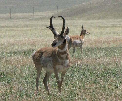 trophy antelope.jpg