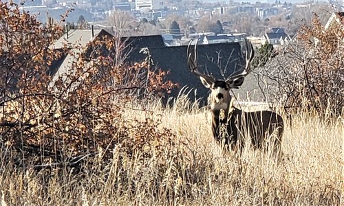 Backyard buck Nov 2019.jpg