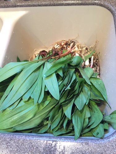 Leeks 1.jpg
