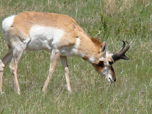 antelope2.jpg