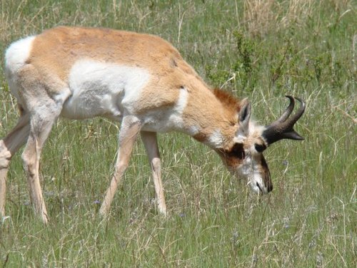 antelope2.jpg antelope2.jpg