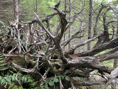 ADF91CC0-B020-49AE-9F92-7C2FDEB4ABB9.jpeg ADF91CC0-B020-49AE-9F92-7C2FDEB4ABB9.jpeg