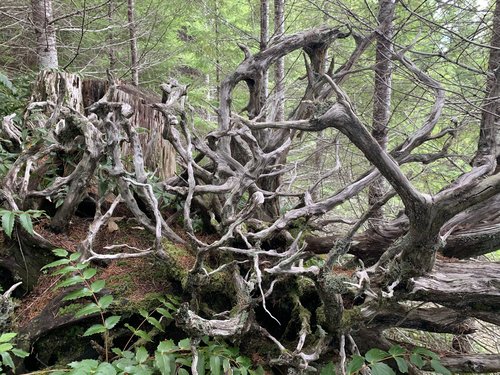 6DC3E2C6-1072-44E8-83E3-A18D58DA1159.jpeg 6DC3E2C6-1072-44E8-83E3-A18D58DA1159.jpeg