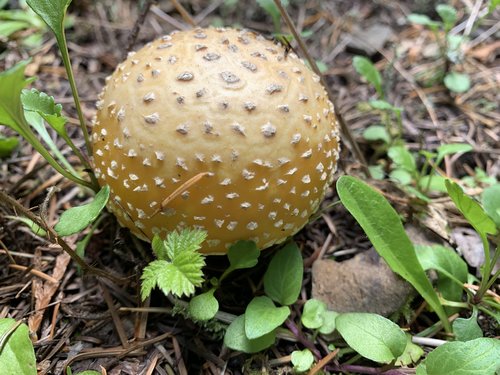 6DA02319-AF16-4E1C-94F8-FC1EFAEBB8BB.jpeg 6DA02319-AF16-4E1C-94F8-FC1EFAEBB8BB.jpeg