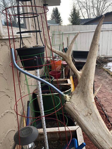elk main beam repair- finished9.jpg elk main beam repair- finished9.jpg