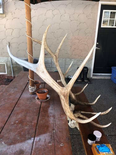 elk main beam repair- finished6.jpg elk main beam repair- finished6.jpg