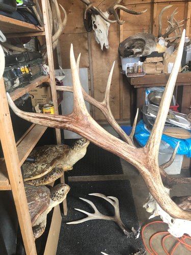 elk main beam repair- finished4.jpg elk main beam repair- finished4.jpg