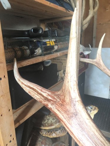 elk main beam repair- finished3.jpg elk main beam repair- finished3.jpg