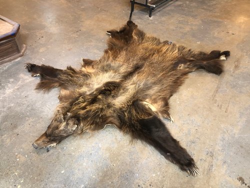 Tanned grizzly.jpg Tanned grizzly.jpg