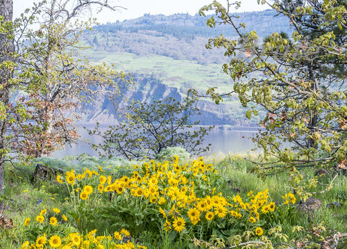 Wild Flowers Columbia River Gorge a-1076.jpg