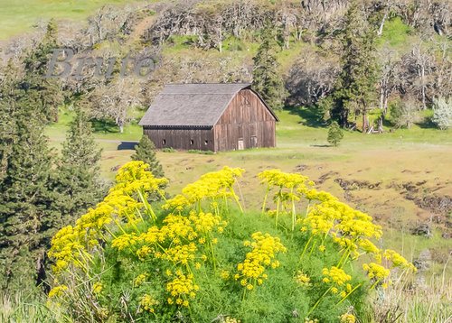 Wild  Flowers  a-8530.jpg