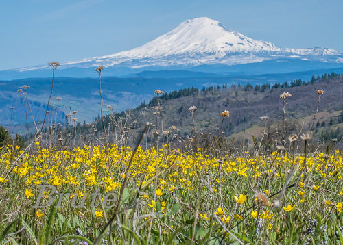 Wild Flower Mt. Adams  a-8553.jpg