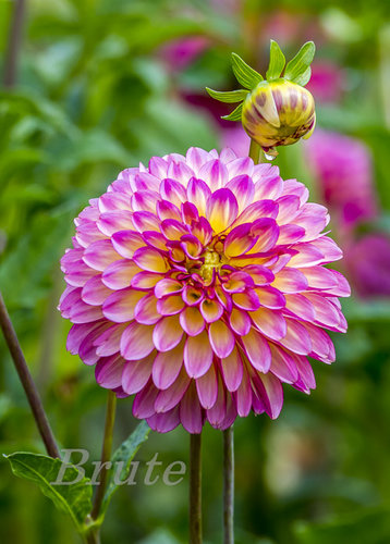  Dahlia Festival a-8822.JPG